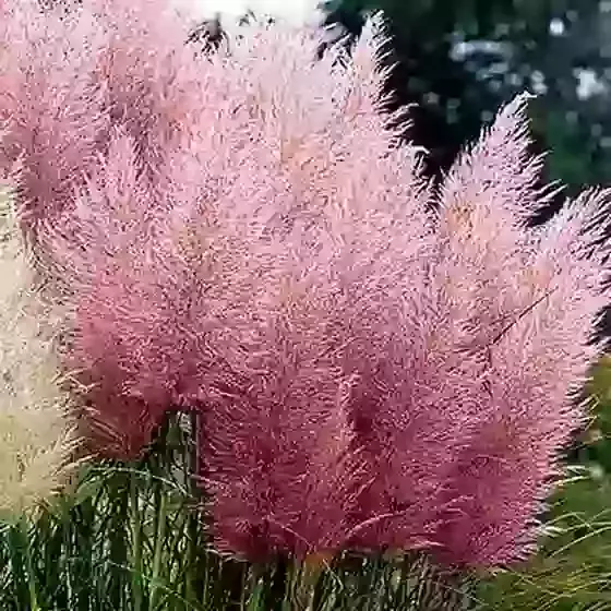 Cortaderia Pink Feathers
